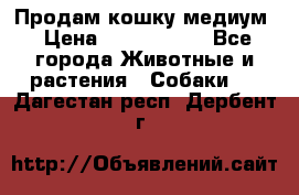 Продам кошку медиум › Цена ­ 6 000 000 - Все города Животные и растения » Собаки   . Дагестан респ.,Дербент г.